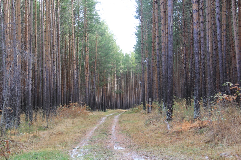 Петропавловский реликтовый сосновый бор.